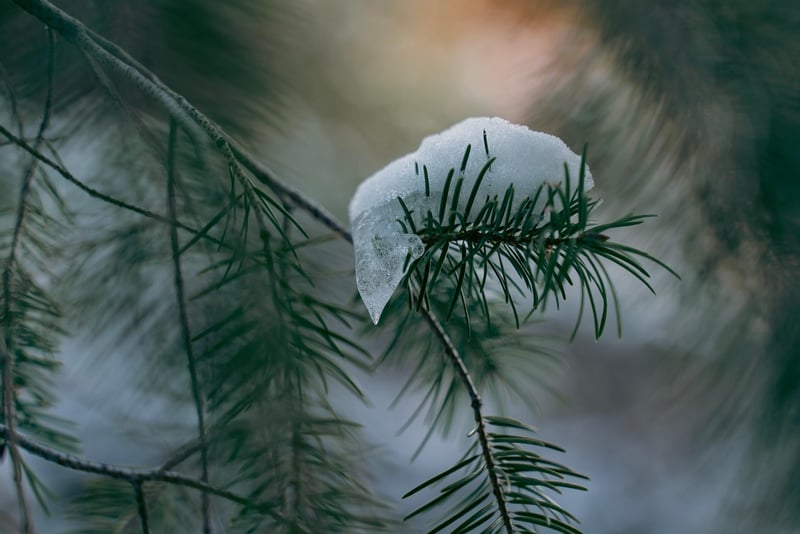 Winter Greens