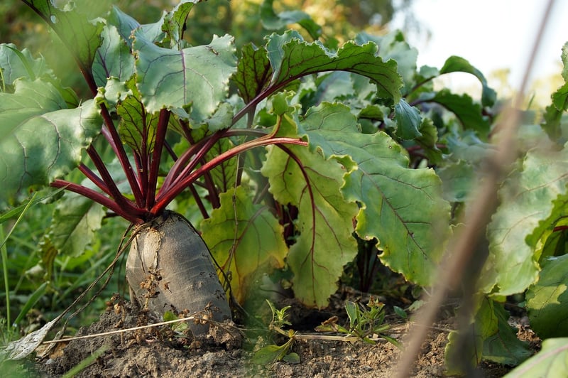 Community Garden
