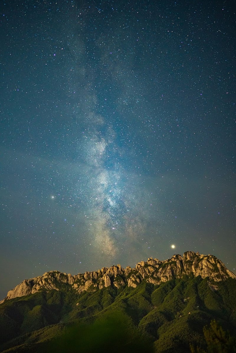 Plants in starry night