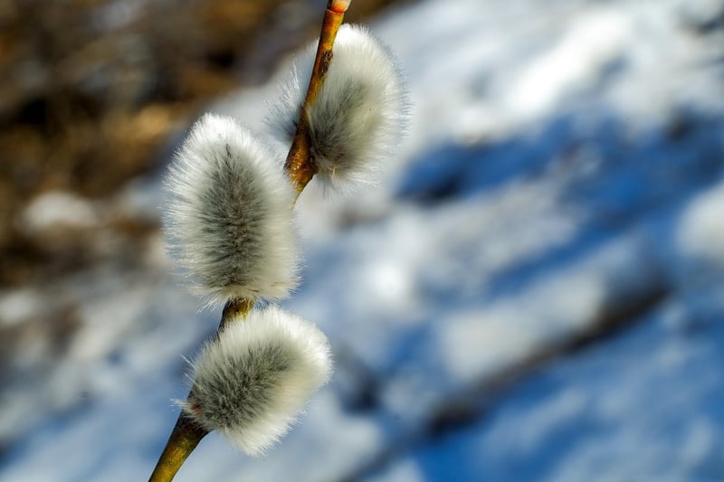Sunlit plant