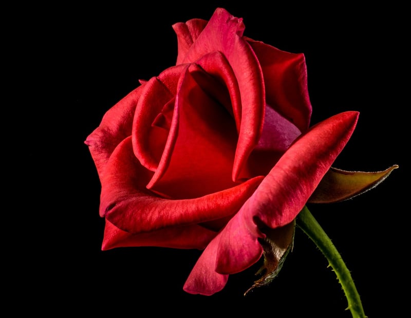 Roses in Summer