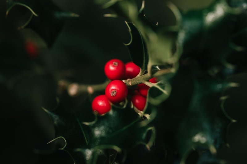 Winterberry Holly in Winter